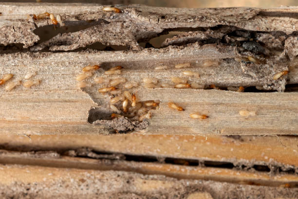 Reliable Bertsch Oceanview, CA Pest Control Solutions
